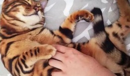 大哥爆料小老虎视频播放